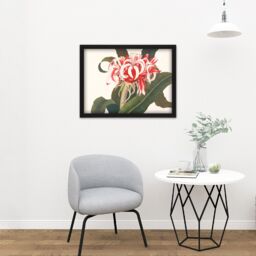 "Artery8 Wall Art Print Bury Havell Giant Spider Lily Queen Emma Flower Large Framed Wall Décor Art in White - Size: W18"" x H24""" - thumbnail 2