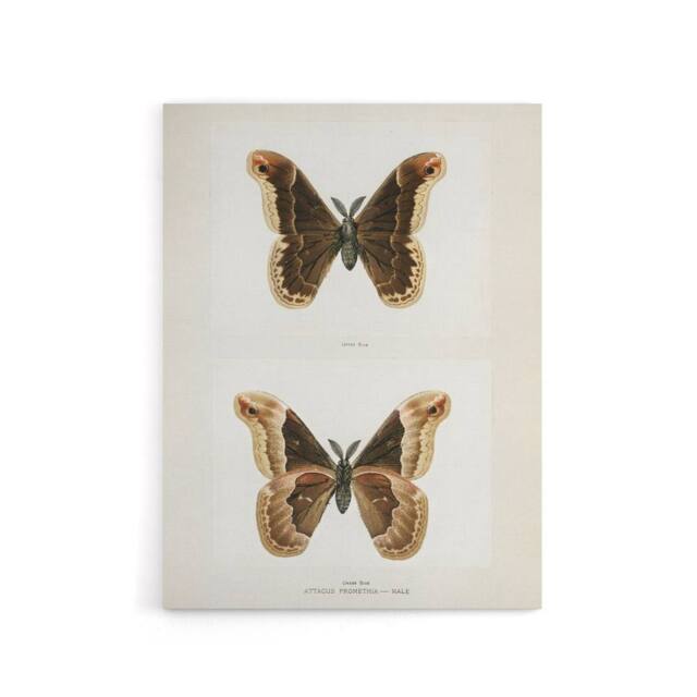 "Artery8 Promethea Silkmoth Male Sherman Denton Canvas Wall Art Print in White - Size: W12"" x H16""" - image 1