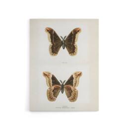 "Artery8 Promethea Silkmoth Male Sherman Denton Canvas Wall Art Print in White - Size: W12"" x H16""" - thumbnail 1