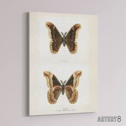 "Artery8 Promethea Silkmoth Male Sherman Denton Canvas Wall Art Print in White - Size: W12"" x H16""" - thumbnail 2