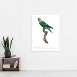 "Artery8 The Red Faced Parrot Francois Levaillant Wall Art Poster Print in White - Size: W18"" x H24""" - thumbnail 4