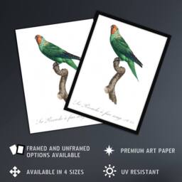 "Artery8 The Red Faced Parrot Francois Levaillant Wall Art Poster Print in White - Size: W18"" x H24""" - thumbnail 2