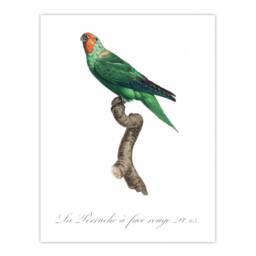 "Artery8 The Red Faced Parrot Francois Levaillant Wall Art Poster Print in White - Size: W18"" x H24""" - thumbnail 1