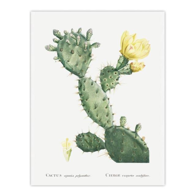 "Artery8 Opuntia Polyanthos Cactus Redoute Vintage Wall Art Print Poster in White - Size: W12"" x H16""" - image 1