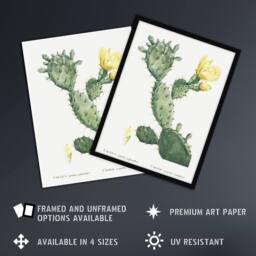 "Artery8 Opuntia Polyanthos Cactus Redoute Vintage Wall Art Print Poster in White - Size: W12"" x H16""" - thumbnail 2
