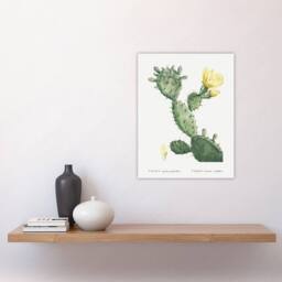 "Artery8 Opuntia Polyanthos Cactus Redoute Vintage Wall Art Print Poster in White - Size: W12"" x H16""" - thumbnail 4