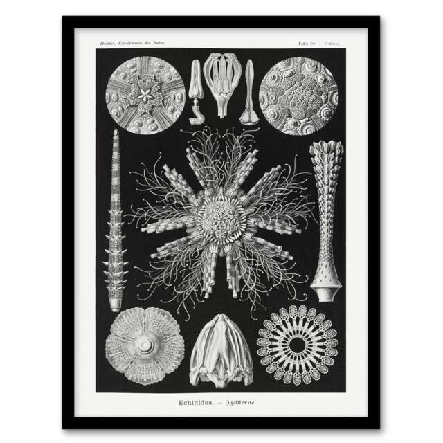 Artery8 Sea Urchin Ocean Beach Haeckel Botanical Framed Wall Art Print in Black - Size: A4 - image 1