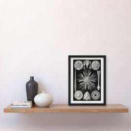 Artery8 Sea Urchin Ocean Beach Haeckel Botanical Framed Wall Art Print in Black - Size: A4 - thumbnail 4