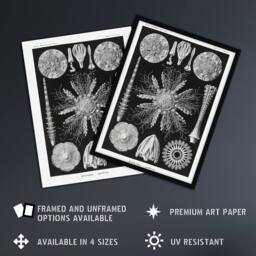 Artery8 Sea Urchin Ocean Beach Haeckel Botanical Framed Wall Art Print in Black - Size: A4 - thumbnail 2