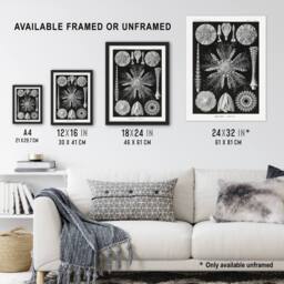 Artery8 Sea Urchin Ocean Beach Haeckel Botanical Framed Wall Art Print in Black - Size: A4 - thumbnail 3