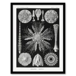 Artery8 Sea Urchin Ocean Beach Haeckel Botanical Framed Wall Art Print in Black - Size: A4 - thumbnail 1