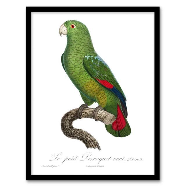 "Artery8 The Black Billed Amazon Parrot Levaillant Framed Wall Art Print in White - Size: W12"" x H16""" - image 1
