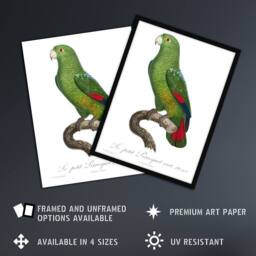 "Artery8 The Black Billed Amazon Parrot Levaillant Framed Wall Art Print in White - Size: W12"" x H16""" - thumbnail 2