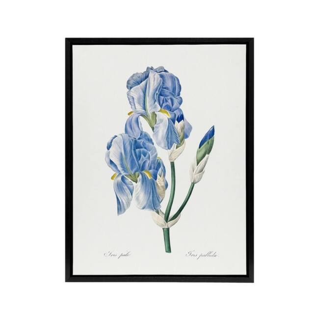 "Artery8 Iris Pallida Botanical Redoute Vintage Black Framed Canvas Wall Art in White - Size: W12"" x H16""" - image 1