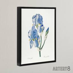"Artery8 Iris Pallida Botanical Redoute Vintage Black Framed Canvas Wall Art in White - Size: W12"" x H16""" - thumbnail 2