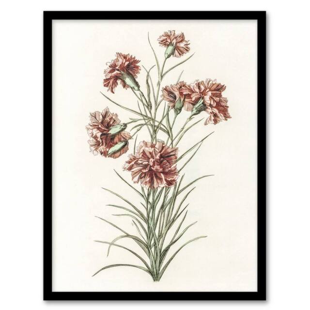 "Artery8 Six Carnations Vintage Illustration Teyler Framed Wall Art Print in White - Size: W12"" x H16""" - image 1