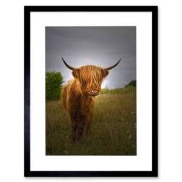 "Artery8 Photo Farm Animal Highland Cow Calf Scotland 12x16"" Framed Art Print in Grey - Size: W12"" x H16""" - thumbnail 1