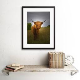 "Artery8 Photo Farm Animal Highland Cow Calf Scotland 12x16"" Framed Art Print in Grey - Size: W12"" x H16""" - thumbnail 2