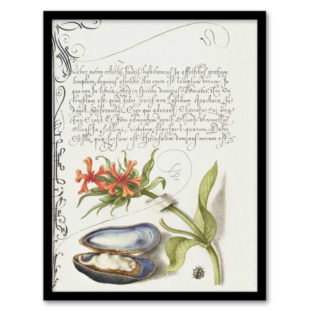 Artery8 Flower Mussel & Ladybird Calligraphy Framed Wall Art Print in White - Size: A4 - image 1