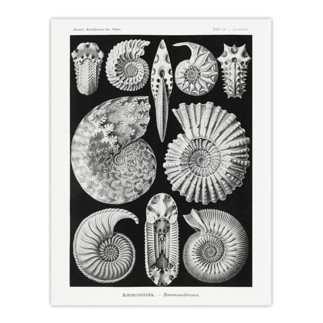 "Artery8 Ammonite Fossil Cephalopods Haeckel Botanical Wall Art Print Poster in Black - Size: W18"" x H24""" - image 1