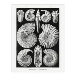 "Artery8 Ammonite Fossil Cephalopods Haeckel Botanical Wall Art Print Poster in Black - Size: W18"" x H24""" - thumbnail 1