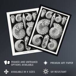 "Artery8 Ammonite Fossil Cephalopods Haeckel Botanical Wall Art Print Poster in Black - Size: W18"" x H24""" - thumbnail 2