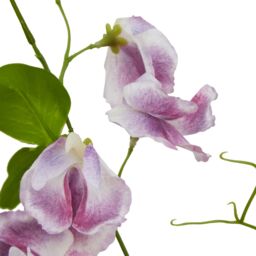 Love Lace Purple Sweetpea Stem Artificial Flower - thumbnail 2