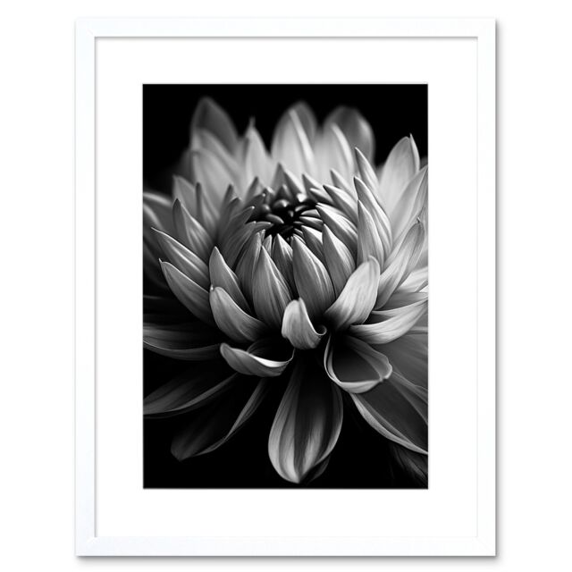 "Artery8 Wall Art Print Macro Close Up Dahlia Flower Black & White Photo Artwork Framed 9X7 Inch - Size: W7"" x H9""" - image 1
