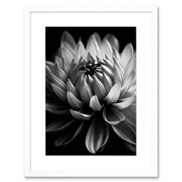 "Artery8 Wall Art Print Macro Close Up Dahlia Flower Black & White Photo Artwork Framed 9X7 Inch - Size: W7"" x H9""" - thumbnail 1