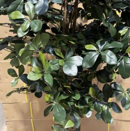 Leaf Large Artificial Olive Tree with 2925 Leaves 180cm Fire Retardant Commercial Use in Green - thumbnail 3