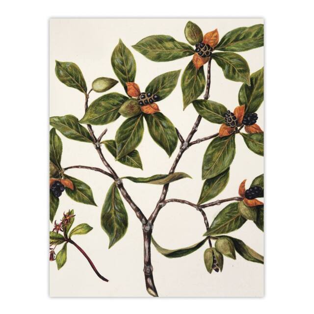 "Artery8 New Zealand Tawhiri Karo Plant Artwork Featon Wall Art Poster Print in Beige - Size: W12"" x H16""" - image 1
