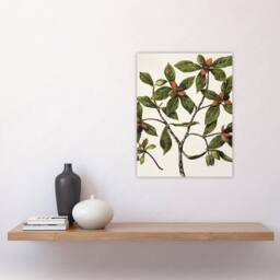 "Artery8 New Zealand Tawhiri Karo Plant Artwork Featon Wall Art Poster Print in Beige - Size: W12"" x H16""" - thumbnail 4