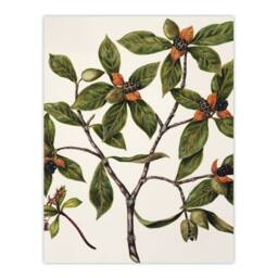 "Artery8 New Zealand Tawhiri Karo Plant Artwork Featon Wall Art Poster Print in Beige - Size: W12"" x H16""" - thumbnail 1