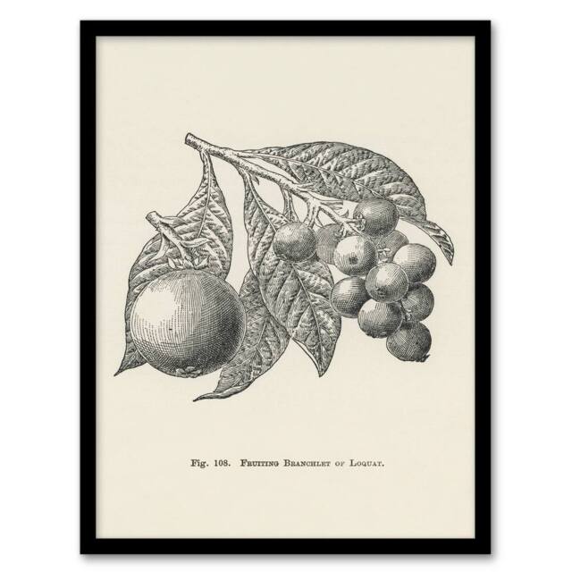 Artery8 John Wright Framed Wall Art Fruit Growers Guide Vintage Loquat Illustration in White - Size: A4 - image 1