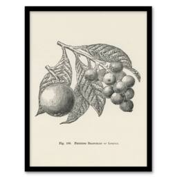 Artery8 John Wright Framed Wall Art Fruit Growers Guide Vintage Loquat Illustration in White - Size: A4 - thumbnail 1