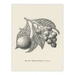 Artery8 John Wright Framed Wall Art Fruit Growers Guide Vintage Loquat Illustration in White - Size: A4 - thumbnail 3