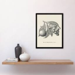 Artery8 John Wright Framed Wall Art Fruit Growers Guide Vintage Loquat Illustration in White - Size: A4 - thumbnail 2