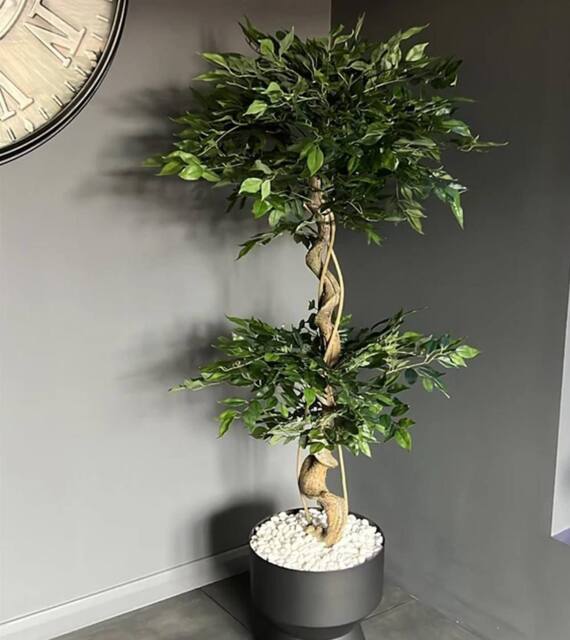 Leaf Artificial Japanese Fruticosa Tree Twisted Ficus 150cm UK in Green - image 1