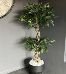 Leaf Artificial Japanese Fruticosa Tree Twisted Ficus 150cm UK in Green - thumbnail 1