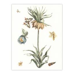 Artery8 Keizerskroon Tulip & Butterfly Teyler Framed Wall Art Print in White - Size: A4 - thumbnail 3