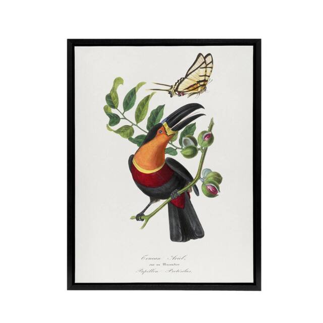 "Artery8 Paul Gervais Toucan & Butterfly Vintage Illustration Framed Canvas Art in White - Size: W12"" x H16""" - image 1