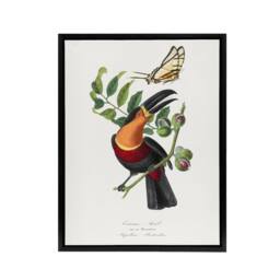"Artery8 Paul Gervais Toucan & Butterfly Vintage Illustration Framed Canvas Art in White - Size: W12"" x H16""" - thumbnail 1