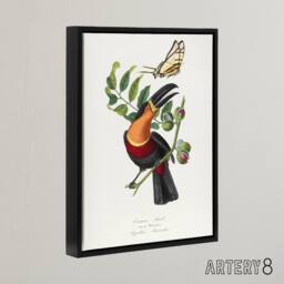 "Artery8 Paul Gervais Toucan & Butterfly Vintage Illustration Framed Canvas Art in White - Size: W12"" x H16""" - thumbnail 2