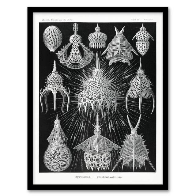 Artery8 Ernst Haeckel Framed Wall Art Print Crytoidea Marine Microorganisms in Black - Size: A4 - image 1