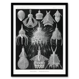Artery8 Ernst Haeckel Framed Wall Art Print Crytoidea Marine Microorganisms in Black - Size: A4 - thumbnail 1