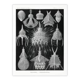 Artery8 Ernst Haeckel Framed Wall Art Print Crytoidea Marine Microorganisms in Black - Size: A4 - thumbnail 3