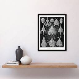 Artery8 Ernst Haeckel Framed Wall Art Print Crytoidea Marine Microorganisms in Black - Size: A4 - thumbnail 2