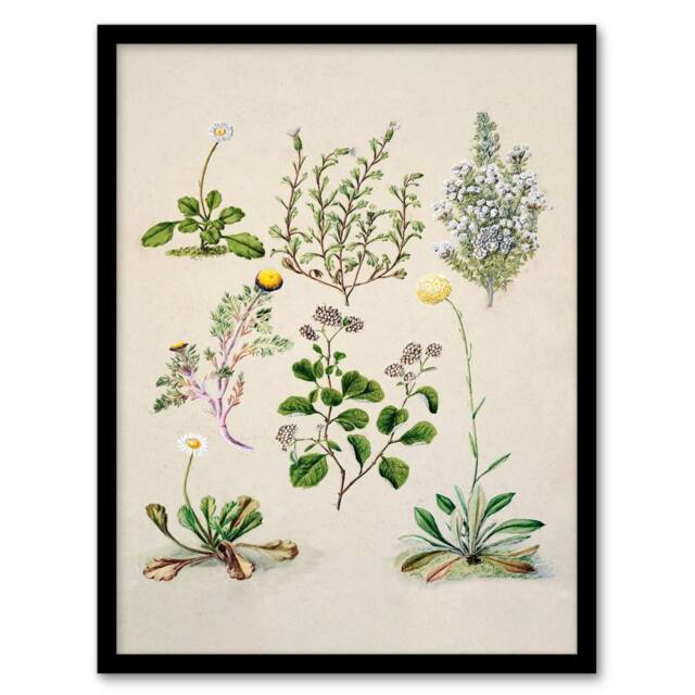 Artery8 Sarah Featon Framed Wall Art Native New Zealand Wildflowers Illustration in Beige - Size: A4 - image 1