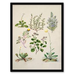 Artery8 Sarah Featon Framed Wall Art Native New Zealand Wildflowers Illustration in Beige - Size: A4 - thumbnail 1
