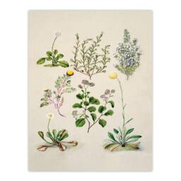 Artery8 Sarah Featon Framed Wall Art Native New Zealand Wildflowers Illustration in Beige - Size: A4 - thumbnail 3
